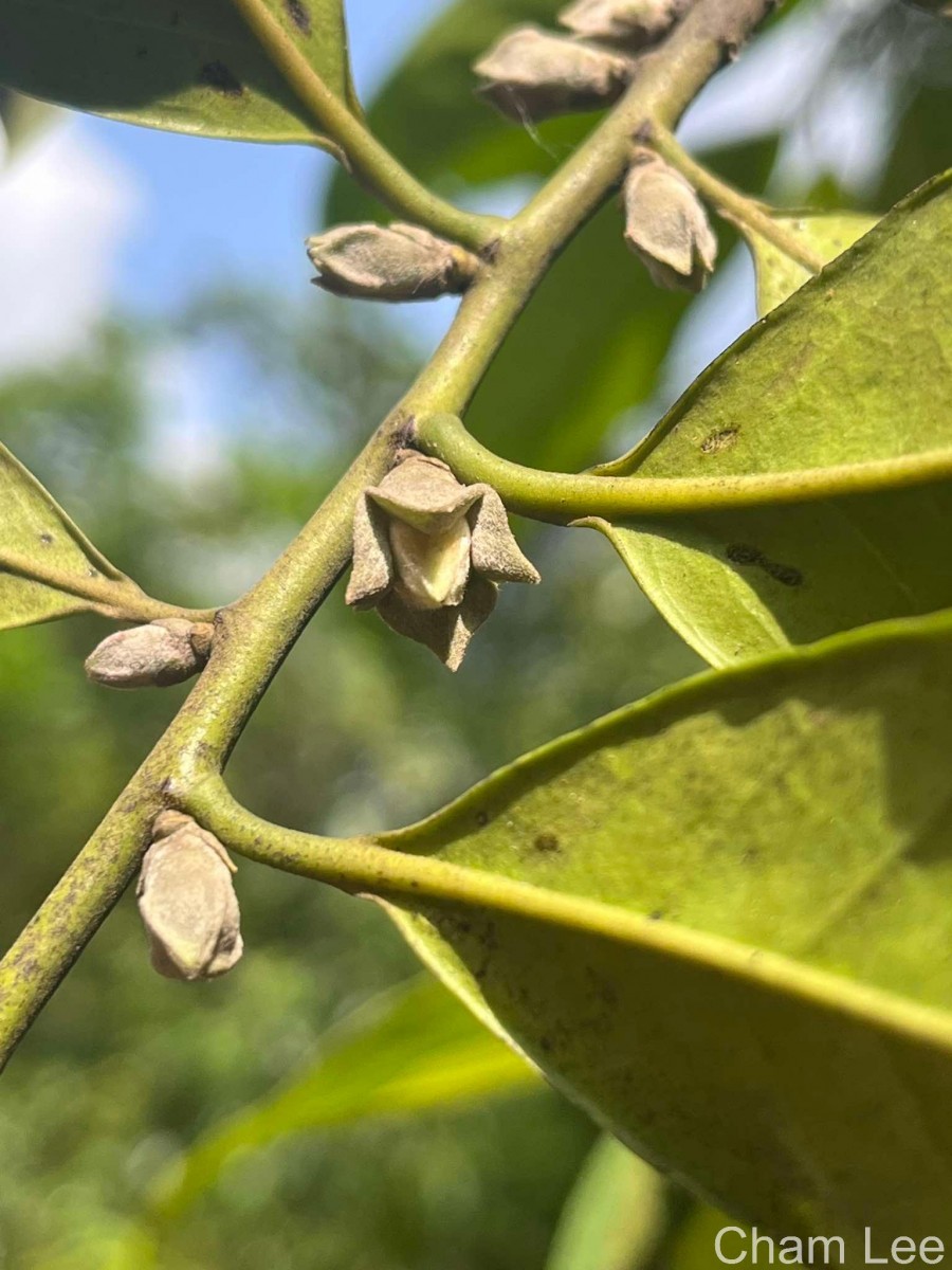 Diospyros walkeri (Wight) Gürke
